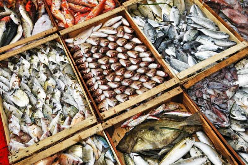 صادرات ماهی اوزون برون چگونه انجام می شود؟