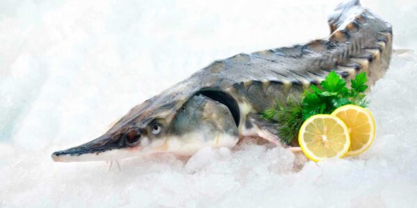 ماهی اوزون برون: غذایی برای بهبود کیفیت خواب و کاهش استرس های روزانه