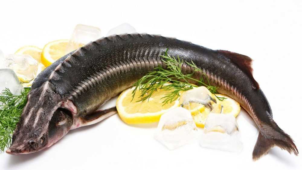 ماهی اوزون برون: راه حلی کاملاً طبیعی برای بهبود عملکرد قلب و عروق