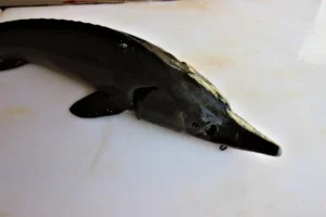 ماهی کامل سیبری
