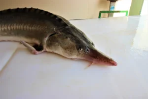 ماهی کامل فیل ماهی (ماهی بلوگا)
