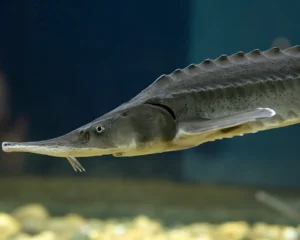تاس ماهی سیبری