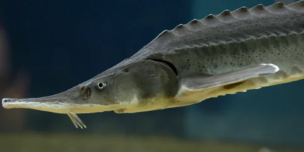 ماهی سیبری